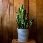 Plante mari de interior care devin punctul focal al camerei