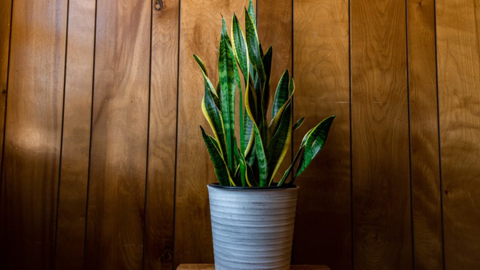 Plante mari de interior care devin punctul focal al camerei